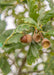 Closeup of dark brown acorn and green leaves.