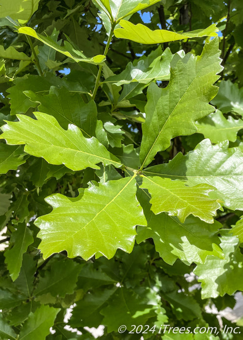 Closeup of shiny green leaves.