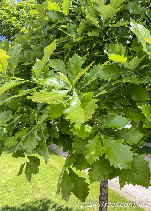 Closeup of shiny green leaves.