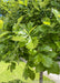 Closeup of shiny green leaves.