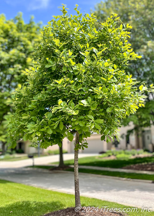 Heritage Oak planted on a parkway with green leaves.