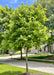 Heritage Oak planted on a parkway with green leaves.