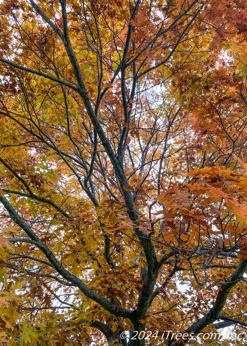 View looking up at a Red Oak's canopy from underneath the tree in fall.