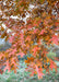 Closeup of a branch of reddish-orange leaves.