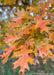 Closeup of yellowish red leaves.