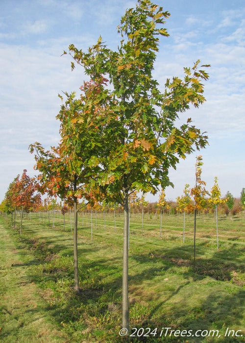 red oak indoor plant Red Oak