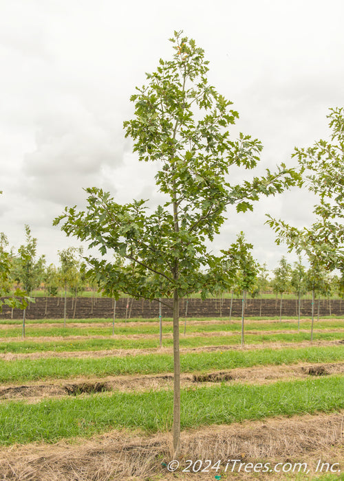 A Red Oak growing at the nursery with green leaves.