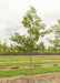 A Red Oak growing at the nursery with green leaves.