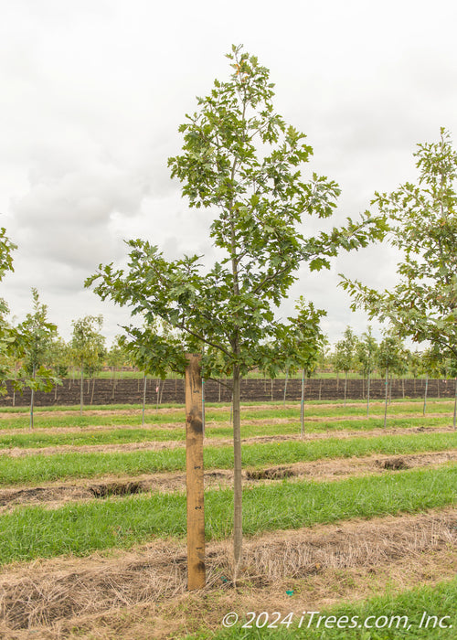 Red Oak grows at the nursery with a large ruler standing next to it to show its canopy height measured at about 5 ft.