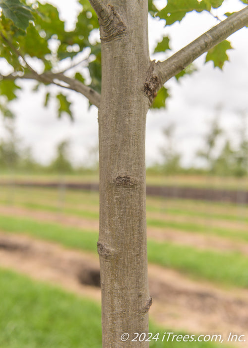 Closeup view of a smooth greyish-brown trunk and lower branching and green leaves.