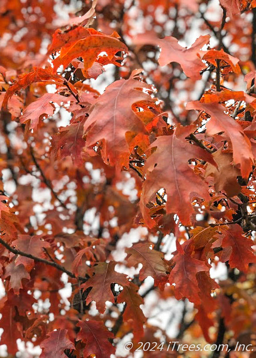 Closeup of red leaves.