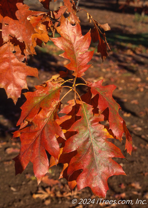 Closeup of dark red leaves