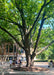 A mature Red Oak with green leaves planted in the central complex of a local college.