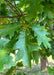 Closeup of green sharply pointed leaves.