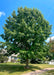 Red Oak with green leaves planted in a front side yard along a walkway.