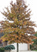 A Red Oak planted near a front driveway showing changing fall color from green to yellowish-red.