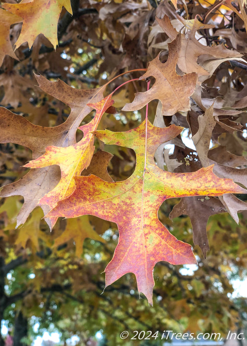 Closeup of a sharply pointed yellowish red leaf.