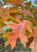 Closeup of reddish-yellow leaf with sharply pointed lobes.