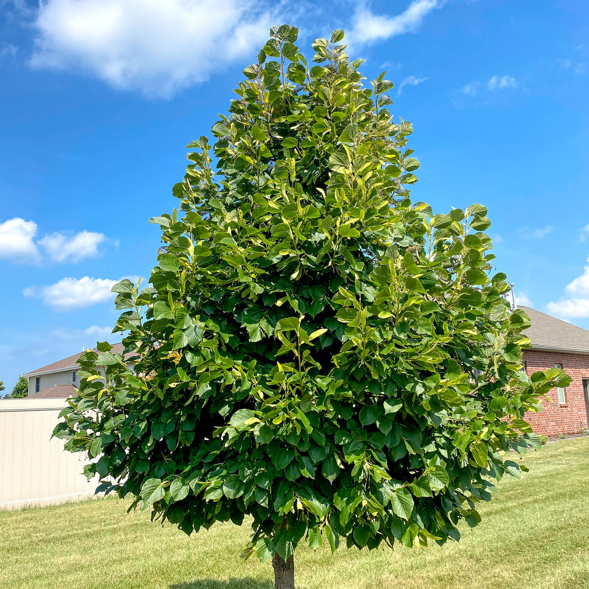 Red Lind Tree Redmond American Linden Tree - iTrees.com