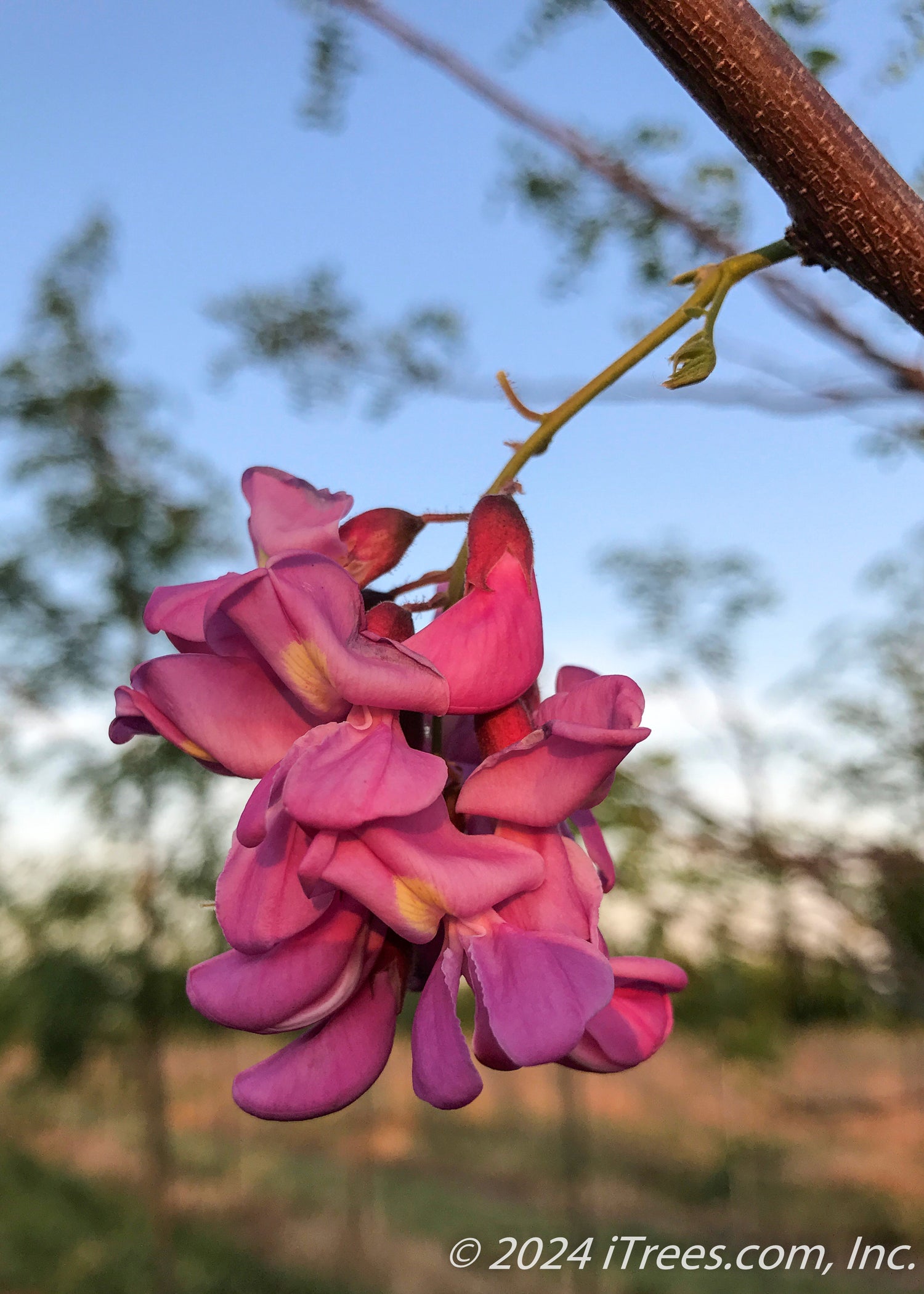 Purple Robe Black Locust