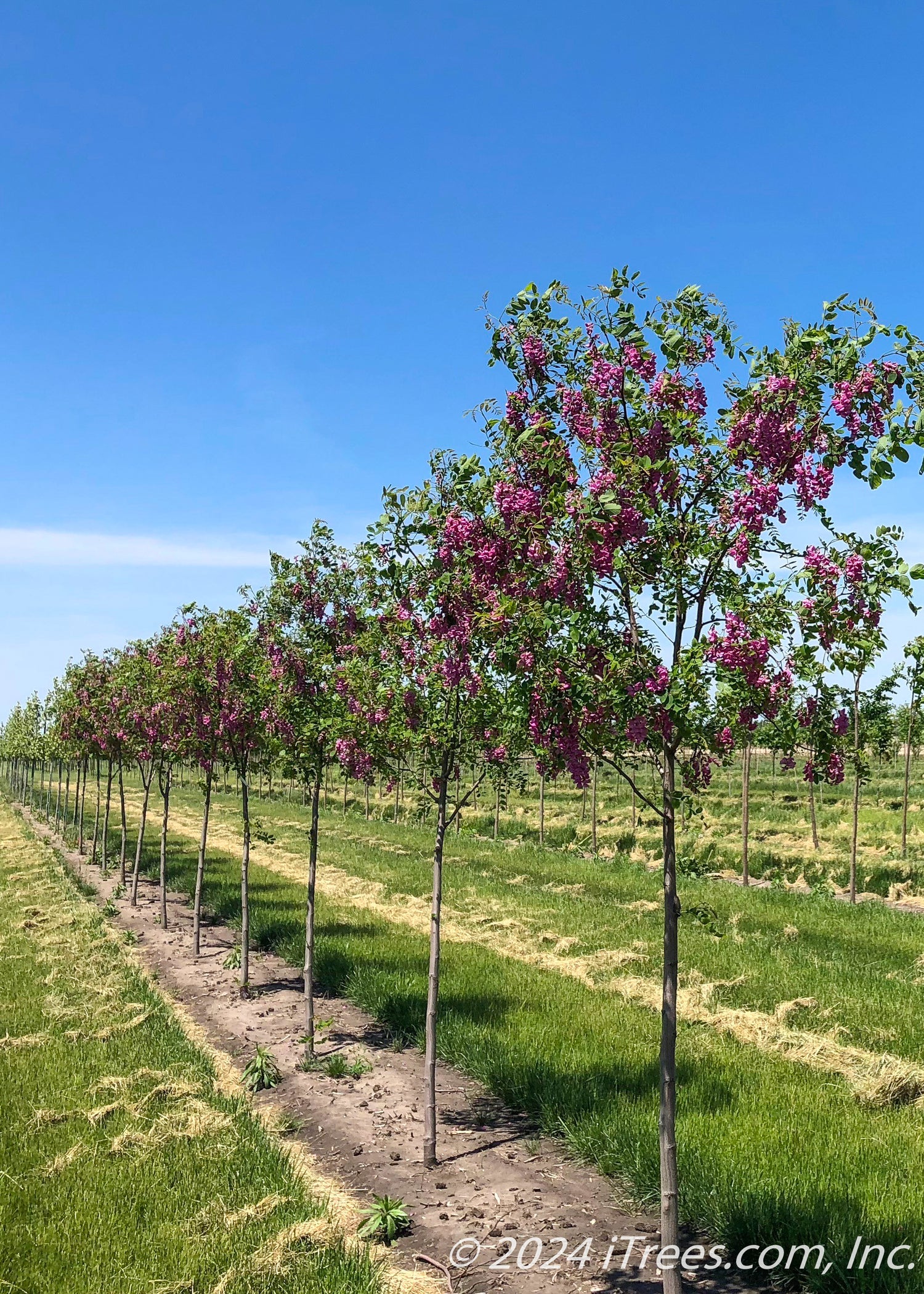 Purple Robe Black Locust