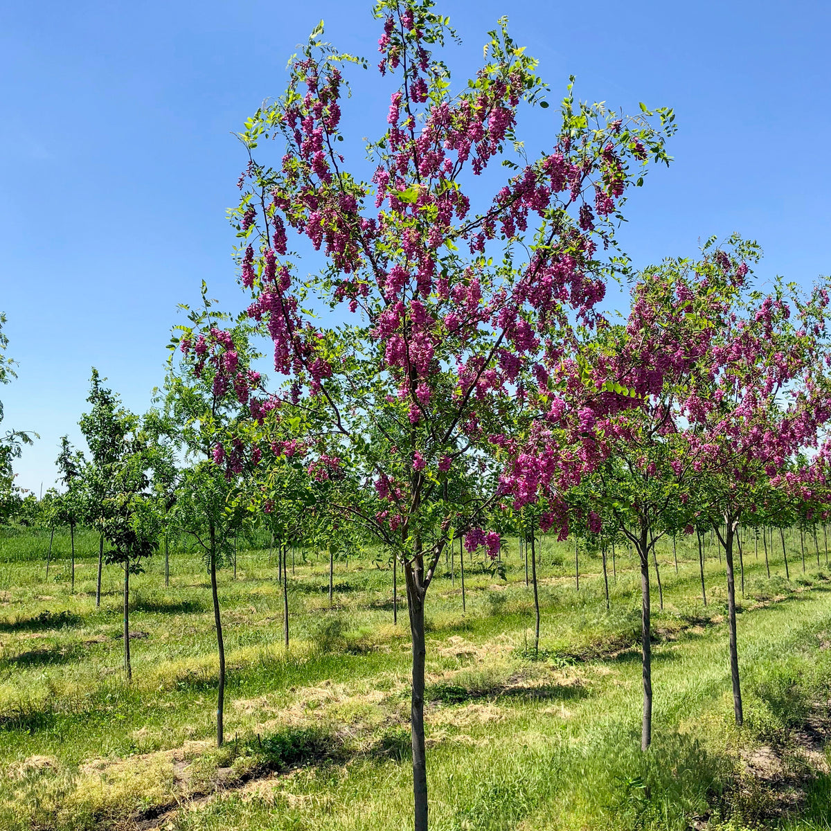 Purple Robe Black Locust