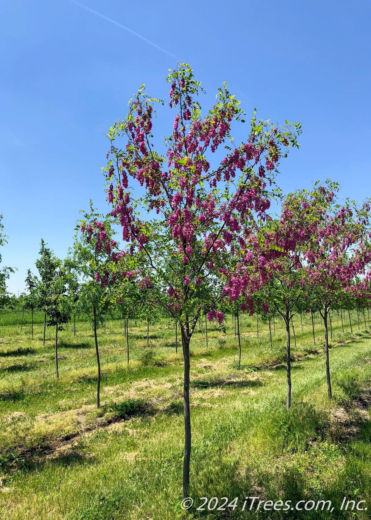 Purple Robe Black Locust