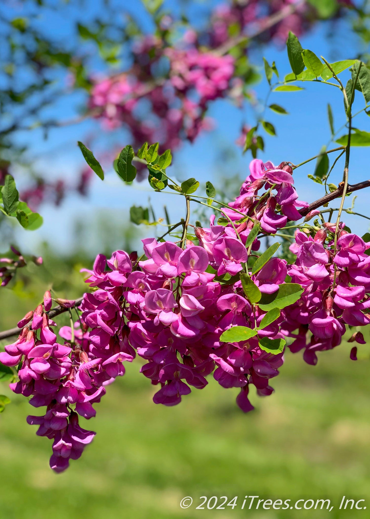 Purple Robe Black Locust