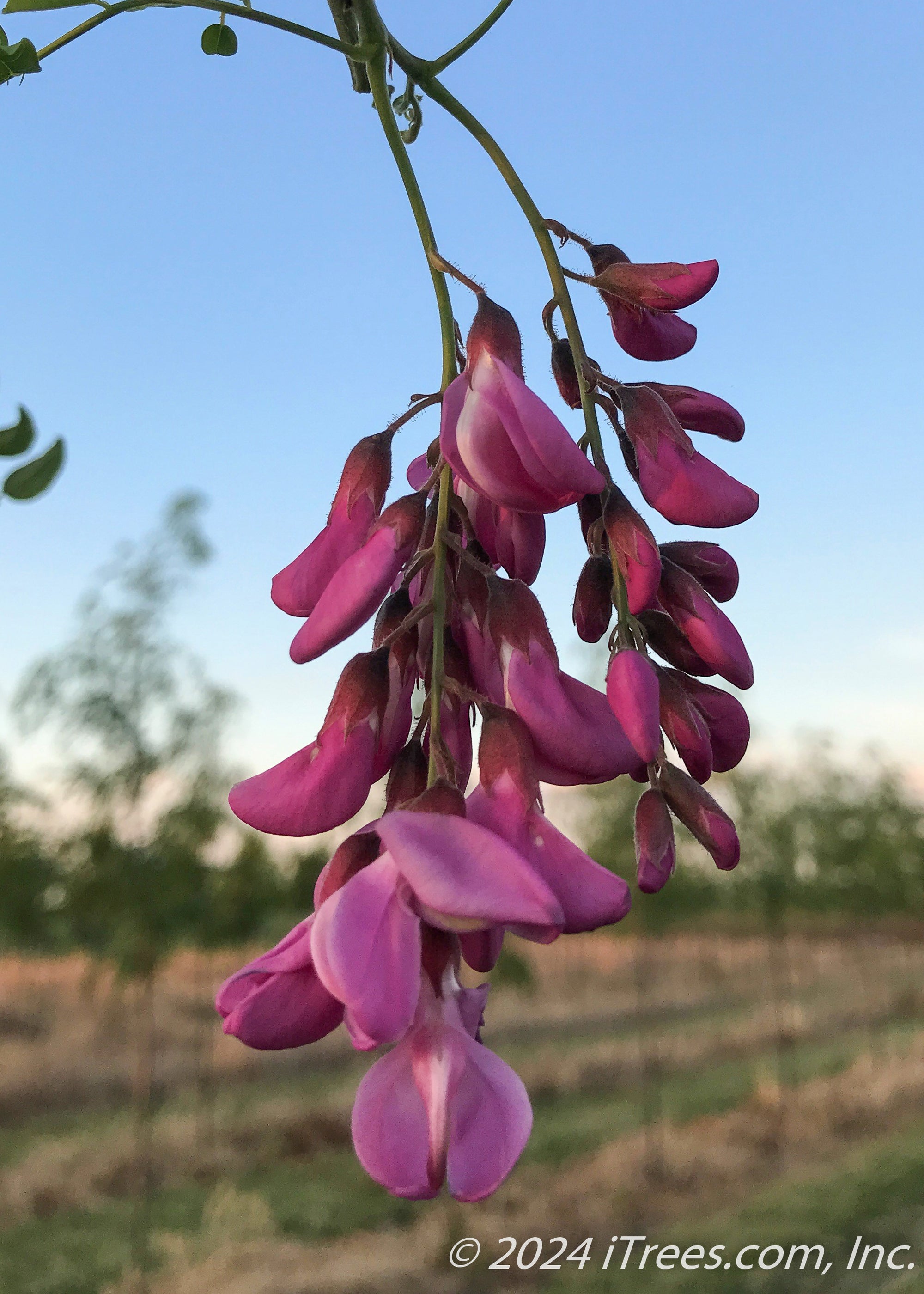 Purple Robe Black Locust