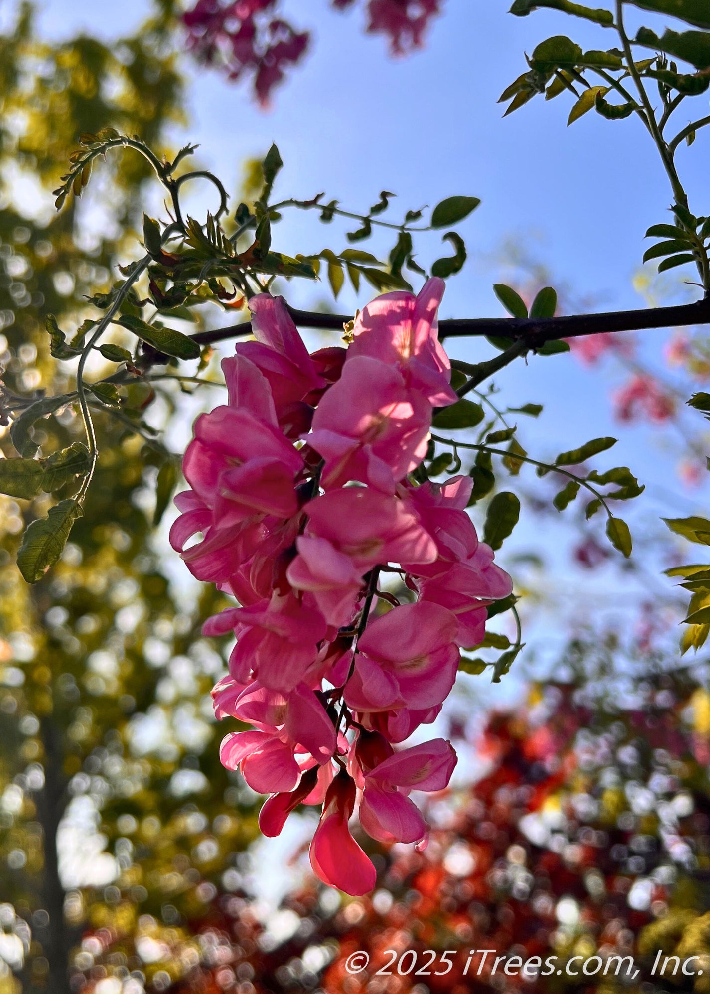 Purple Robe Black Locust