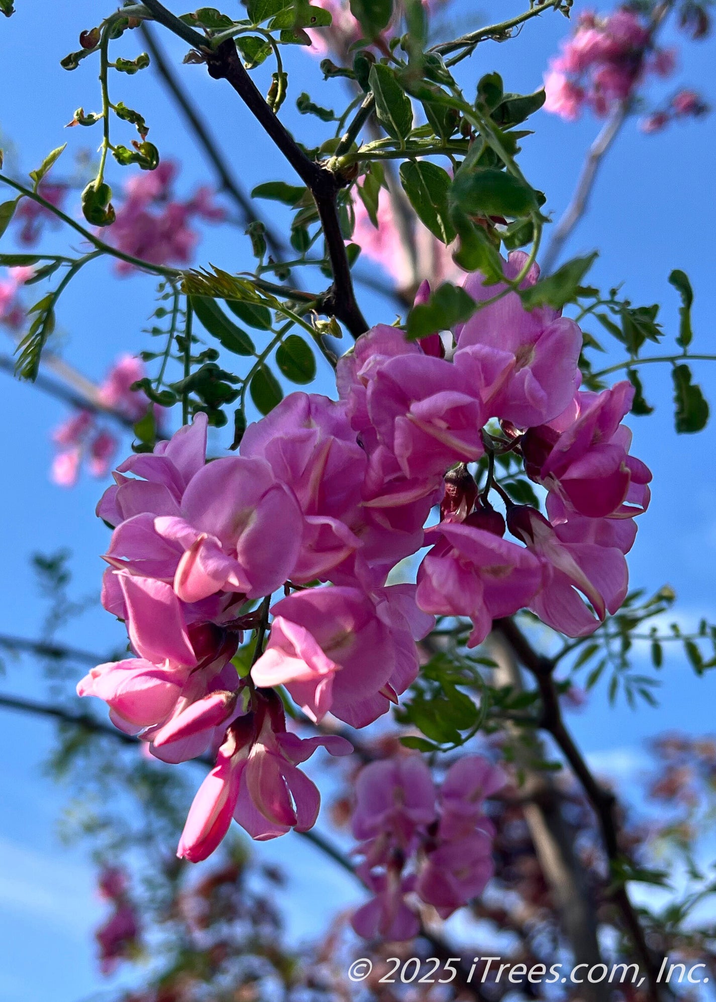 Purple Robe Black Locust