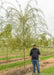 A large Niobe Golden Weeping Willow in the nursery with a person standing nearby to show height of canopy. Their shoulder is at the lowest branch.