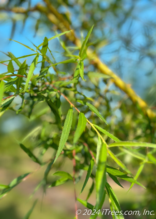 Closeup of bright green newly emerged long slender leaves.