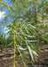 Closeup of a long branch with yellow stems and green long slender leaves.