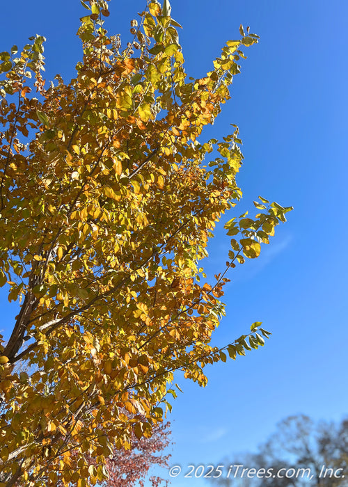 Upper canopy of a young Princeton American Elm in fall with yellow-gold color. 