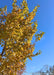 Upper canopy of a young Princeton American Elm in fall with yellow-gold color. 