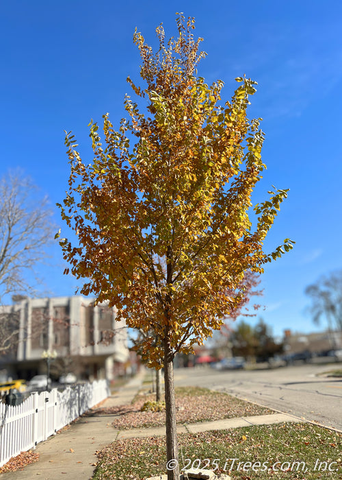 A young Princeton American Elm  growing on a parkway with vibrant yellow fall color. 