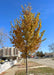 A young Princeton American Elm  growing on a parkway with vibrant yellow fall color. 