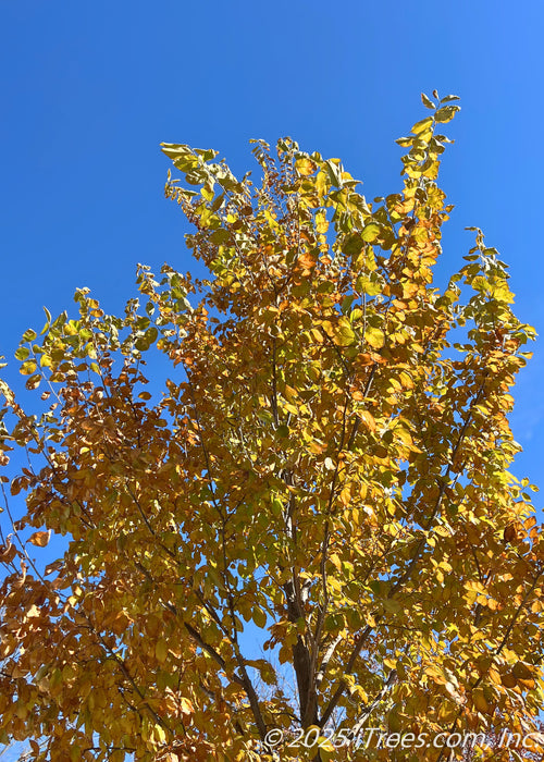 Upper canopy of a young Princeton American Elm in fall with yellow-gold color. 