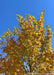 Upper canopy of a young Princeton American Elm in fall with yellow-gold color. 