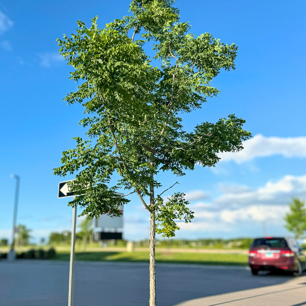エバーフレッシュ 155cm 10号 S-shaped tree form 【公式通販】