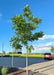 A young Espresso Kentucky Coffee Tree grows in a parking lot island, seen with green leaves, and a rugged trunk, against a bright blue sky.