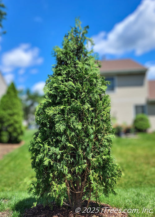 A single Nigra Arborvitae grows in a backyard for privacy and screening. 
