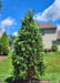A single Nigra Arborvitae grows in a backyard for privacy and screening. 