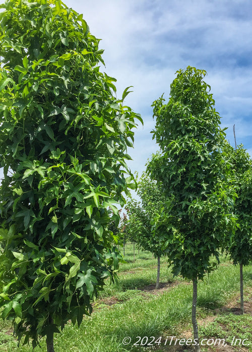 Slender Silhouette Sweetgum growing at the nursery showing their tall slender form full of green leaves.