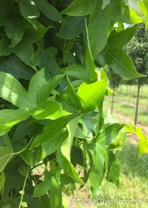 Closeup of bright green leaves.