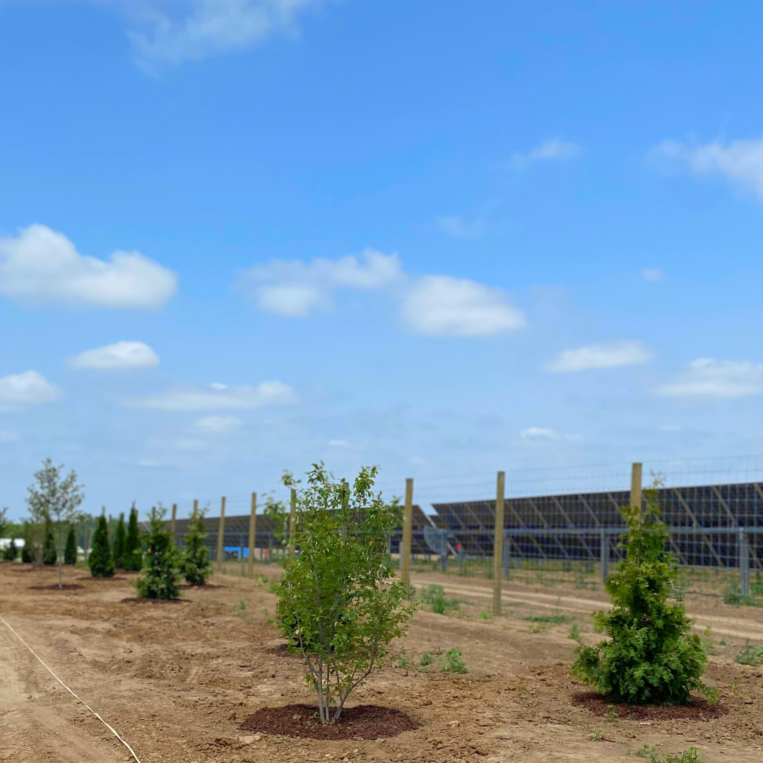 A staggered row of deciduous and evergreen trees screen a nearby solar array.