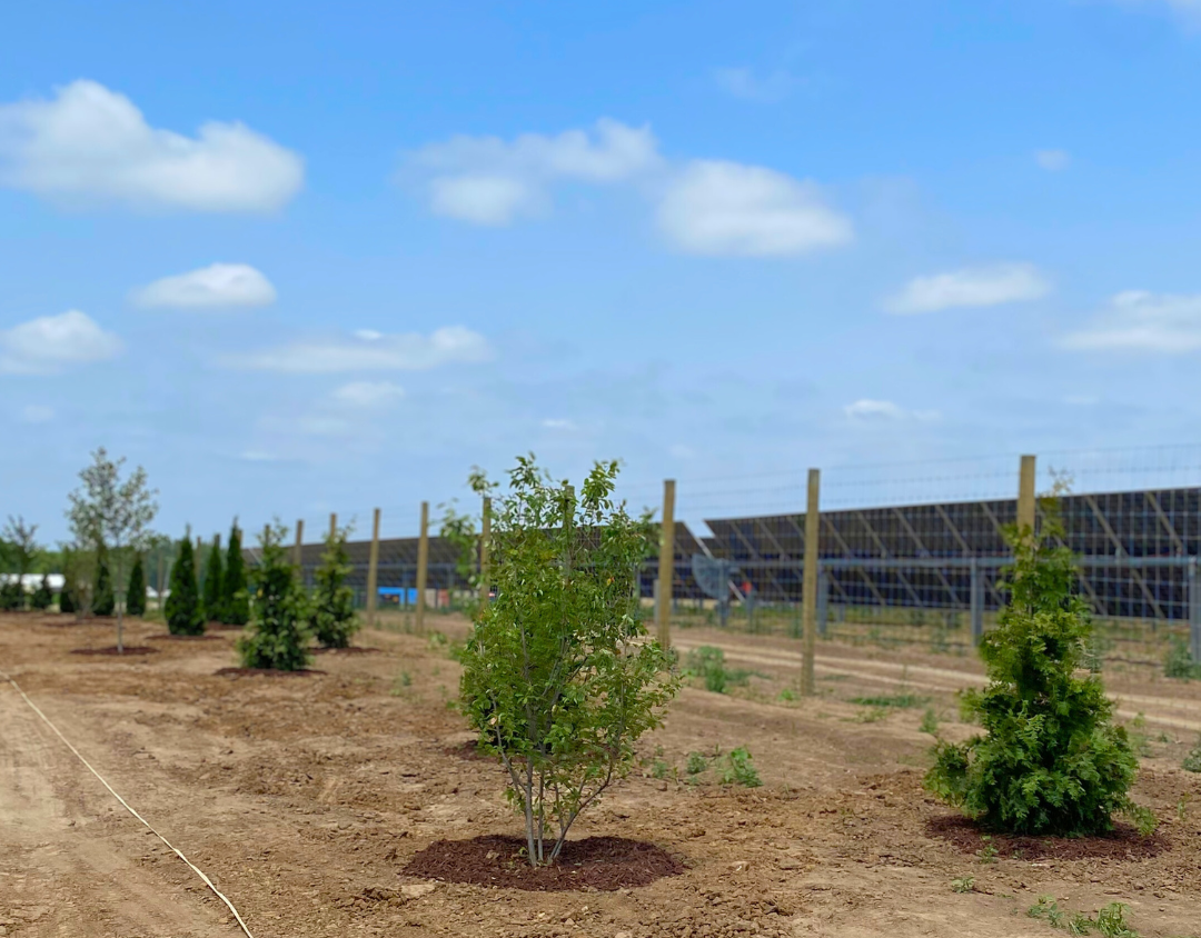 A staggered row of native trees border a solar array, from ornamental and flowering trees, to shade and evergreen trees. 