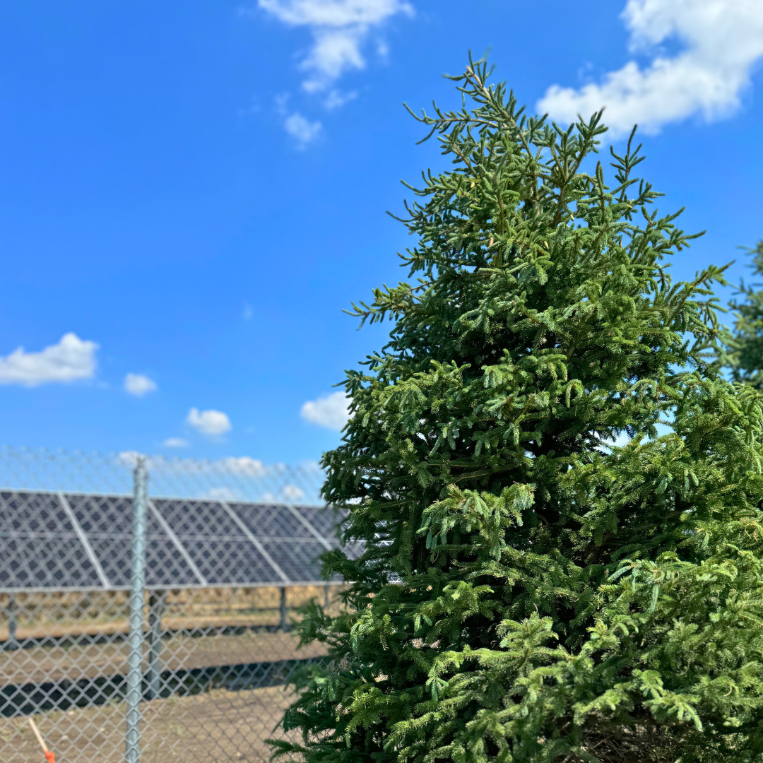 A large evergreen stands tall near a solar array fence.