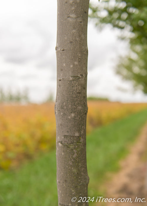 Closeup of a smooth grey tree trunk.